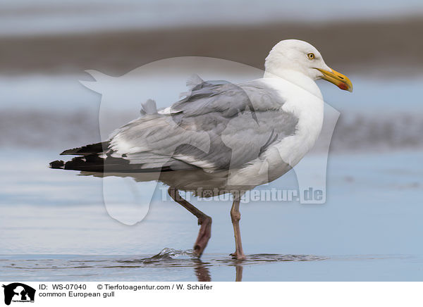 common European gull / WS-07040