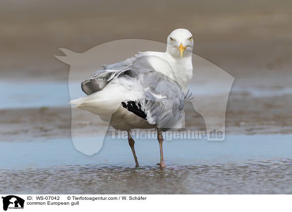 common European gull / WS-07042