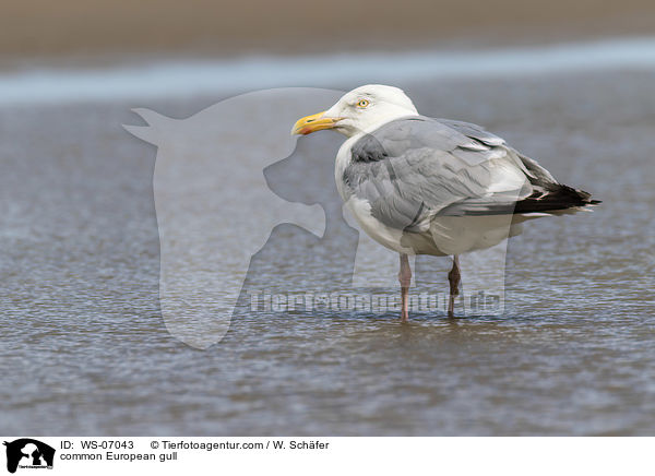 common European gull / WS-07043