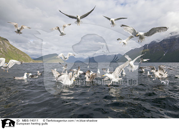 European herring gulls / MBS-14011