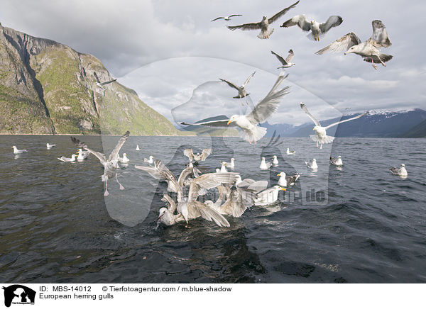 European herring gulls / MBS-14012