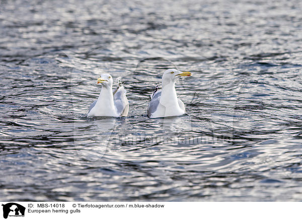 European herring gulls / MBS-14018