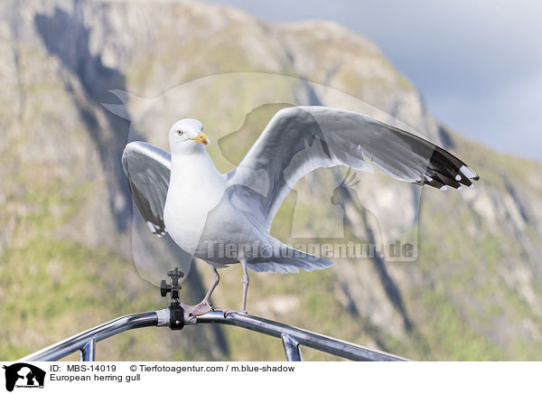 European herring gull / MBS-14019