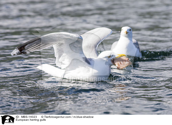 European herring gulls / MBS-14023
