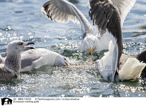 European herring gulls / MBS-14025