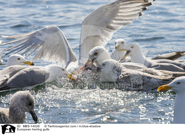 European herring gulls / MBS-14026