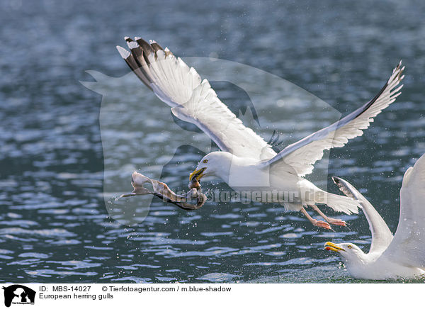 European herring gulls / MBS-14027