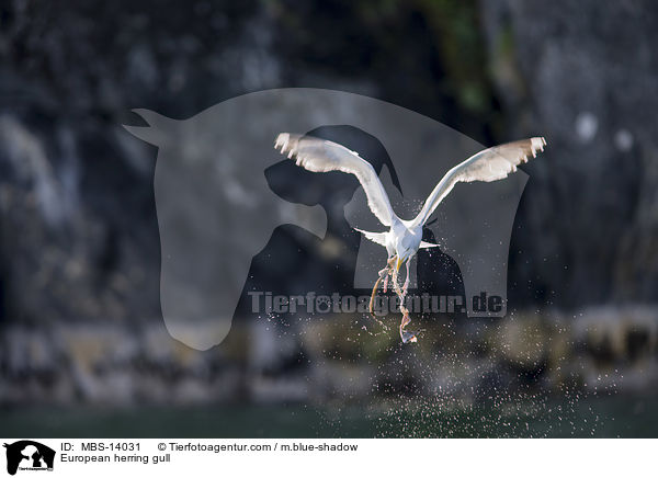 European herring gull / MBS-14031
