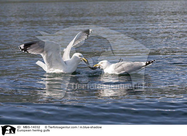 European herring gulls / MBS-14032