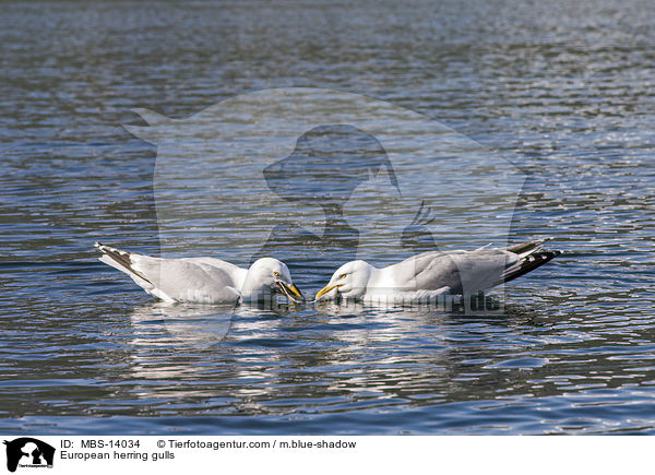 European herring gulls / MBS-14034