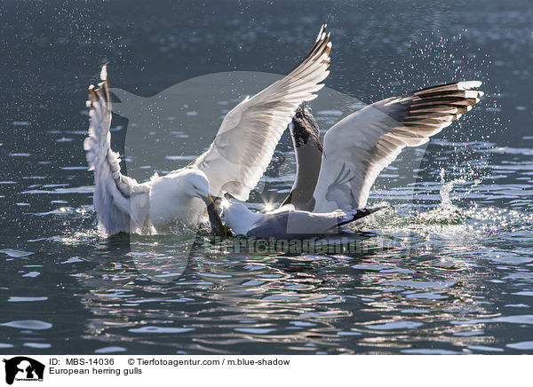 European herring gulls / MBS-14036