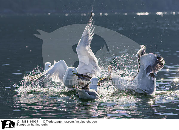 European herring gulls / MBS-14037