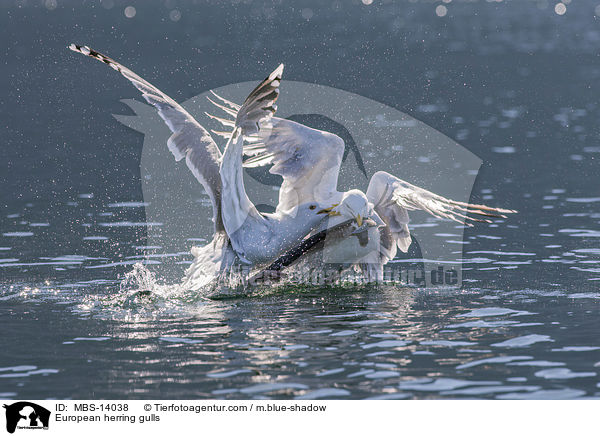 European herring gulls / MBS-14038