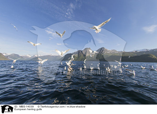 European herring gulls / MBS-14039