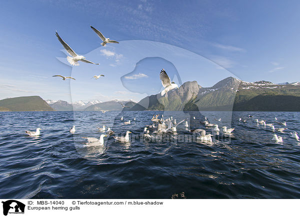 European herring gulls / MBS-14040