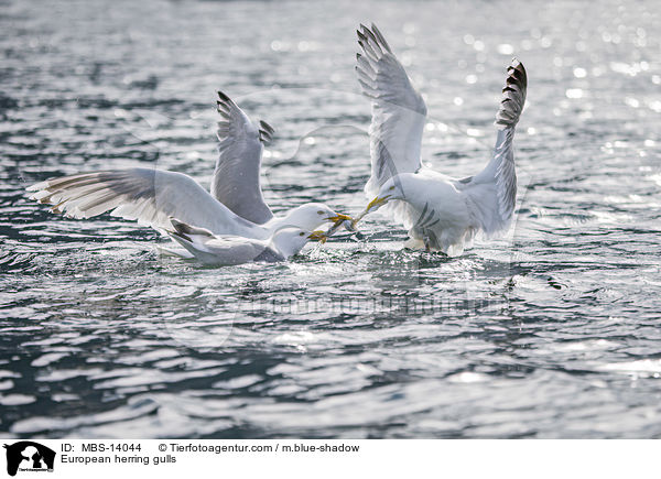 European herring gulls / MBS-14044