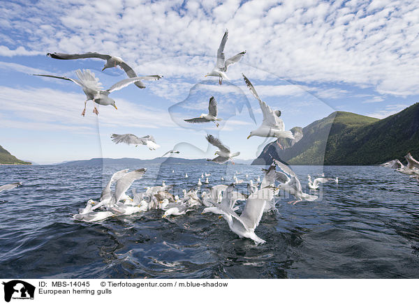 European herring gulls / MBS-14045