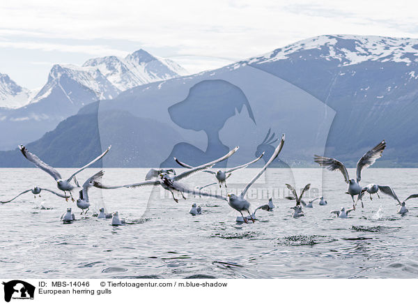 European herring gulls / MBS-14046