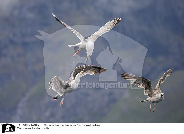 European herring gulls / MBS-14047