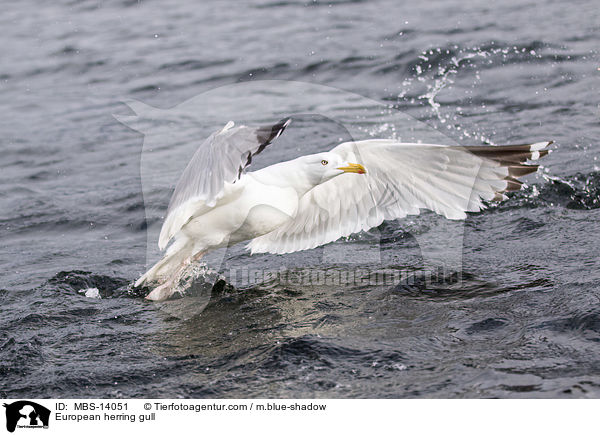 European herring gull / MBS-14051
