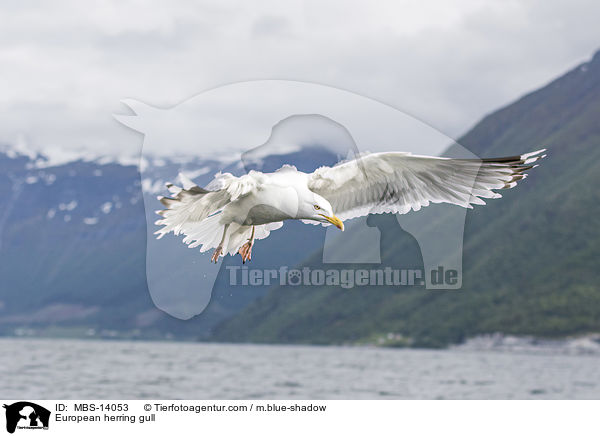 European herring gull / MBS-14053