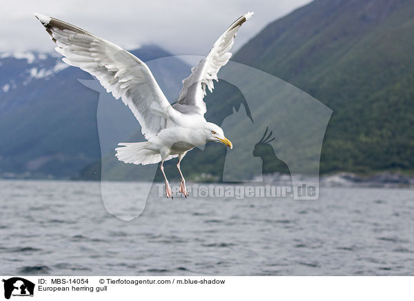European herring gull / MBS-14054