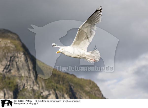 European herring gull / MBS-14055