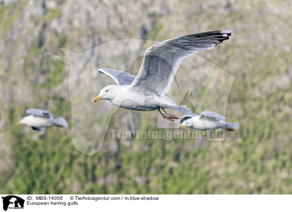 European herring gulls / MBS-14056