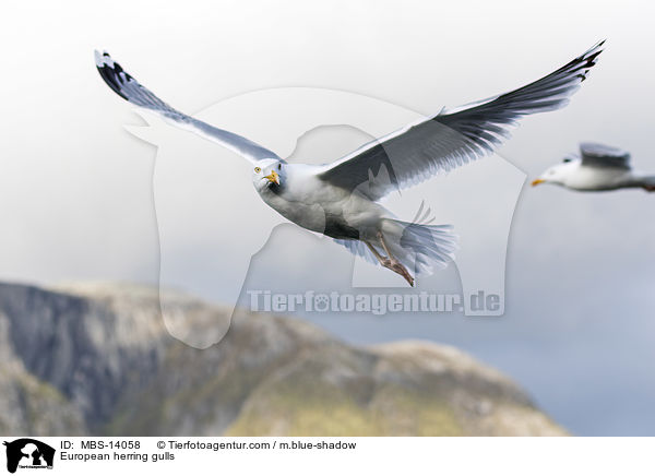 European herring gulls / MBS-14058