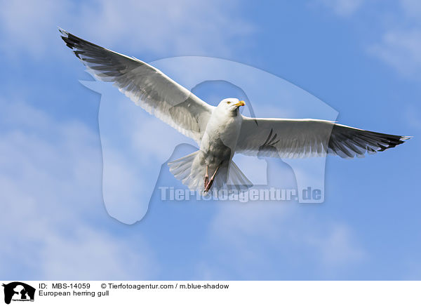 European herring gull / MBS-14059