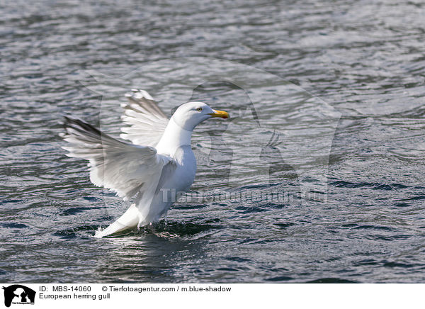 European herring gull / MBS-14060