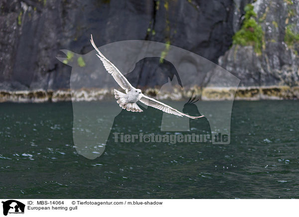 European herring gull / MBS-14064