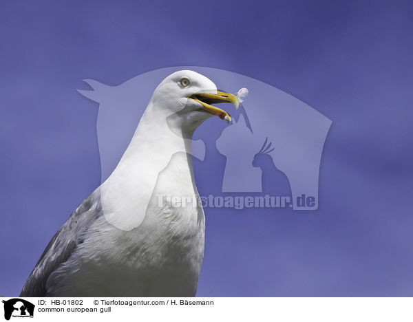 common european gull / HB-01802