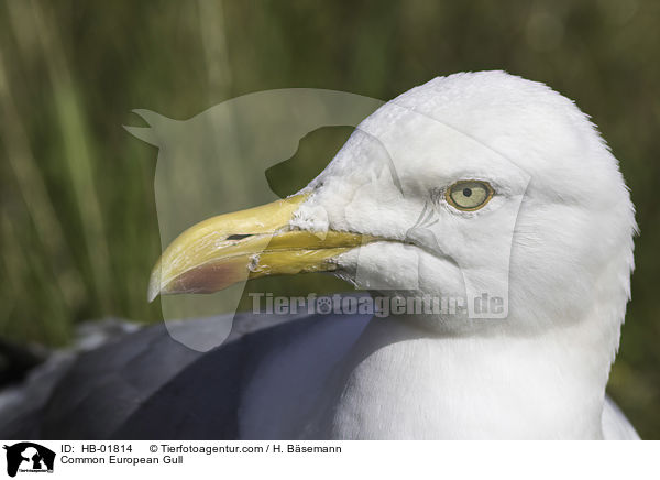 Common European Gull / HB-01814