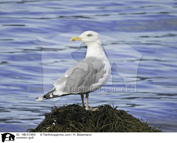 common gull / HB-01984