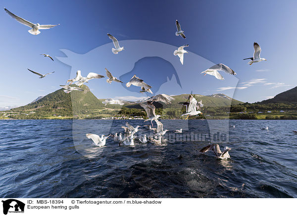 Silbermwen / European herring gulls / MBS-18394