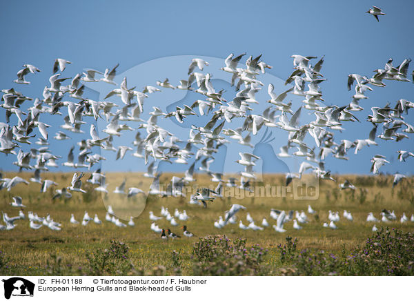 European Herring Gulls and Black-headed Gulls / FH-01188