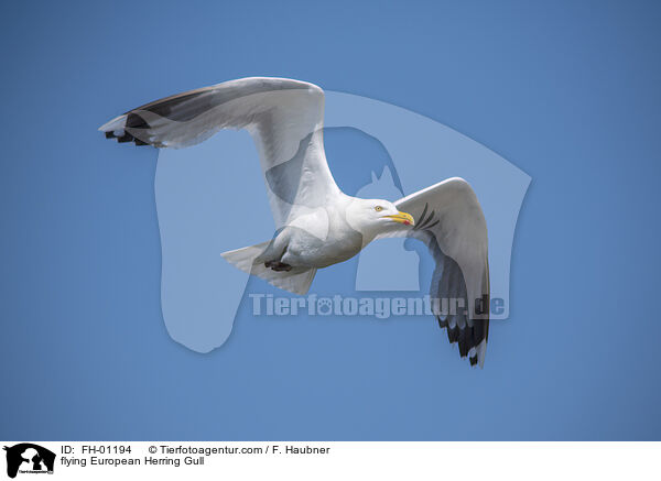 flying European Herring Gull / FH-01194
