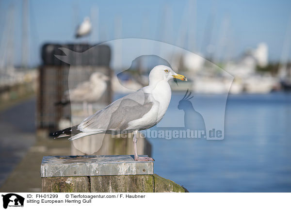 sitting European Herring Gull / FH-01299
