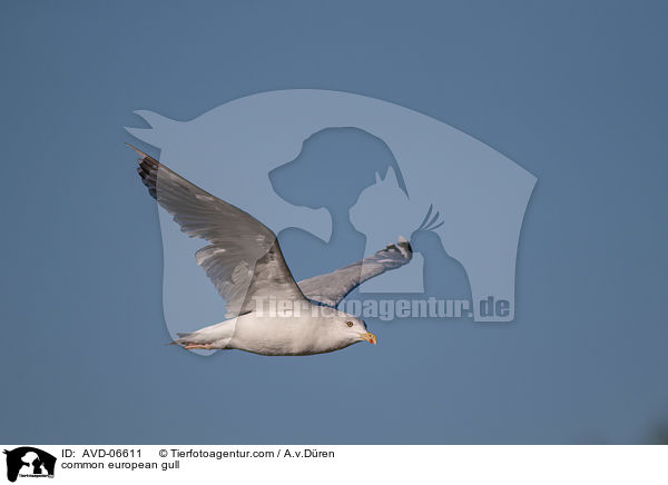 common european gull / AVD-06611