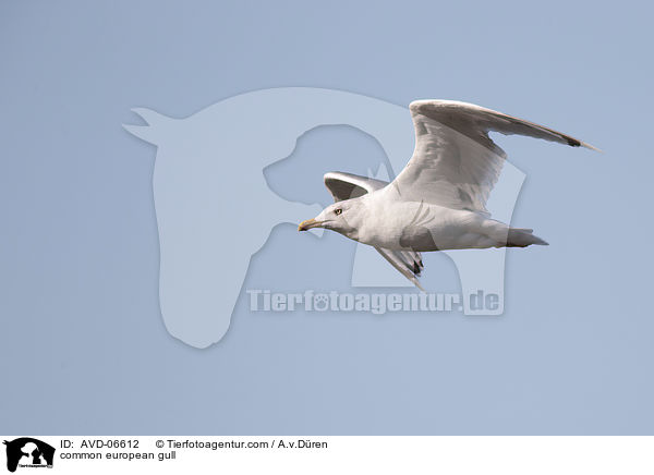 common european gull / AVD-06612