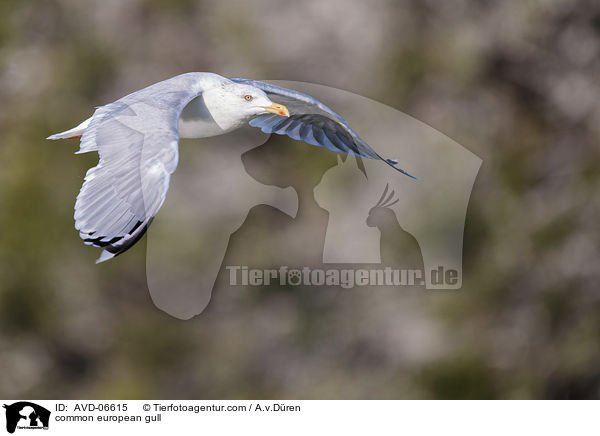 common european gull / AVD-06615