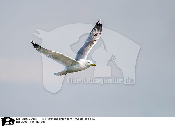 European herring gull / MBS-23661
