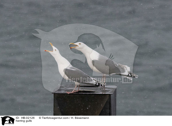 herring gulls / HB-02126