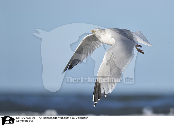 Common gull / DV-03886
