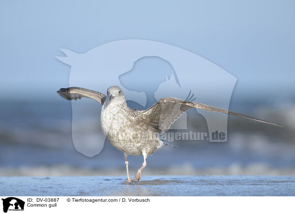 Common gull / DV-03887