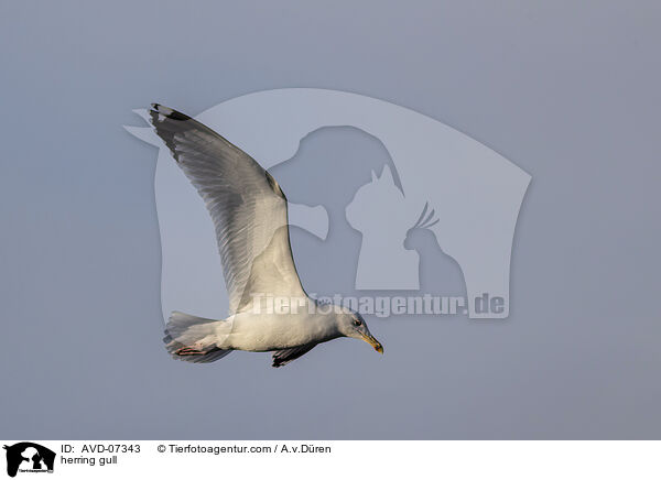 herring gull / AVD-07343