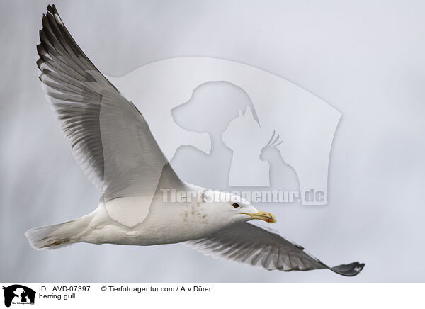 herring gull / AVD-07397