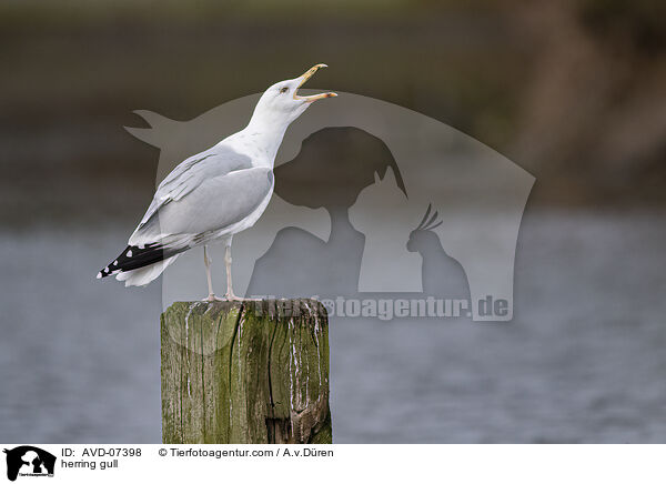herring gull / AVD-07398
