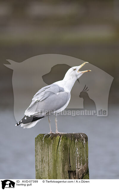 herring gull / AVD-07399
